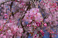 Prunus itosakura 'Plena Rosea' (Yae-beni-shidare) là giống cây có đặc điểm của cả yae-zakura (sakura hoa kép) và shidare-zakura (anh đào rủ).