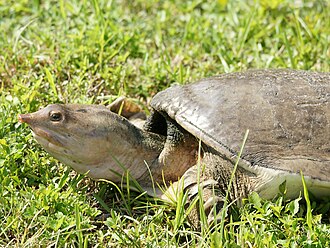 Apalone ferox (Флорида, США)