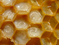 Image 21 Honeybee larvae have flexible but delicate unsclerotised cuticles. (from Arthropod exoskeleton)