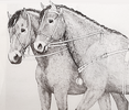 The Bell Beaker culture had domesticated horses.[28]