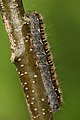 Lasiocampa quercus caterpillar