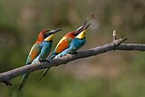 European Bee-eater, Ariège, France. The female (in front) awaits the offering which the male will make.