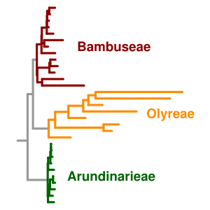Phylogram showing three groups, one of which has strikingly longer branches than the two others