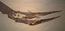 Pteranodon sp AMNH 7515.jpg