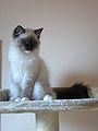 Довгошерста кішка з забарвленням колорпоінт (Регдол)