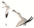 Anhanguera (Pterosauria)