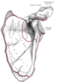 Left scapula. Anterior view. Acromion labeled at top right.
