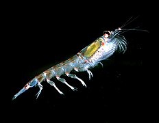 Antarctic krill, probably the largest biomass of a single species on the planet