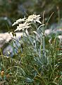 Edelweiss ((Leontopodium alpinum)
