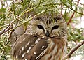 Northern Sawhet Owl