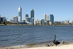 Fekete hattyúk a Swan partján, háttérben Perth belvárosával