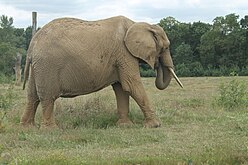 Un éléphant d'Afrique.