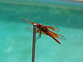Flame Skimmer dragonfly, Libellula saturata