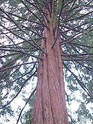 Planto - Sekvojo (Sequoia sempervirens)