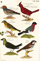 A set of coloured bird prints, showing (clockwise top to bottom) a Hawfinch, a Northern Cardinal, a Bullfinch, a House Sparrow, a Crossbill and a Greenfinch.