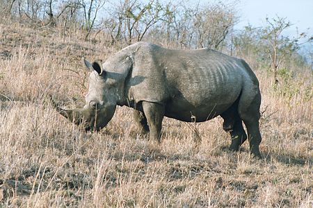 Virseksa blanka rinocero