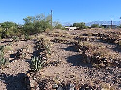 Agave trincheras by entrance path at Mission Garden