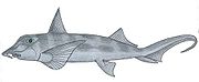 American elephantfish Callorhinchus callorhynchus