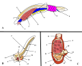 Image 3A. Lancelet (a chordate), B. Larval tunicate, C. Adult tunicate. Kowalevsky saw that the notochord (1) and gill slit (5) are shared by tunicates and vertebrates. (from Evolutionary developmental biology)