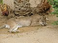 Puma or mountain lion