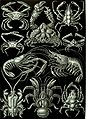 Image 29Decapods, from Ernst Haeckel's 1904 work Kunstformen der Natur (from Crustacean)