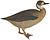 Houghton MS Typ 55.21 - Edward Lear, bronze-winged duck flipped.jpg