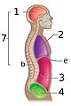 The abdominopelvic cavity is made up of the abdominal cavity 3 and the pelvic cavity 4.
