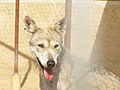 الذئب العربي حيوان مهدد بالانقراض
