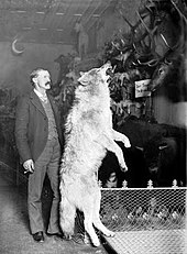 Photo of Breckenridge naturalist Edwin Carter standing next to a taxidermied gray wolf killed in the Colorado Rockies, circa. 1890–1900.