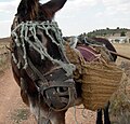 A donkey with traditional esparto panniers