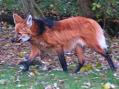 The maned wolf is near-threatened largely as the result of habitat loss.