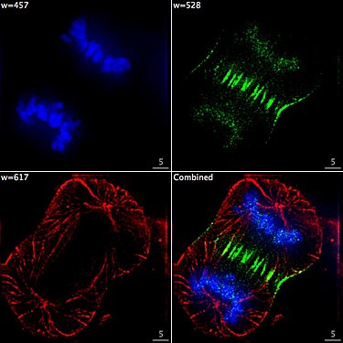 Zelle am Ende der Mitose in der Telophase. Chromosomen blau (DAPI), Mikrotubuli rot, das Protein INCENP ist durch eine Fusion mit GFP grün gefärbt.