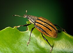 Diaprepes abbreviatus, een snuitkever, is een voorbeeld van een insect.