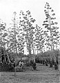 Historical image showing a sisal plantation on Java