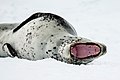 Image 7 Leopard seal Photograph: Godot13 The leopard seal (Hydrurga leptonyx), also known as the sea leopard, is the second largest species of seal in the Antarctic, after the southern elephant seal. Its only natural predators are the killer whale and possibly the elephant seal. It feeds on a wide range of prey including cephalopods, other pinnipeds, krill, birds and fish. Together with the Ross seal, the crabeater seal and the Weddell seal, it is part of the tribe of lobodontini seals. This image shows a leopard seal in the Antarctic Sound in 2016. See also the same seal yawning. More selected pictures