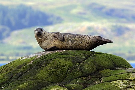 Common seal (Phoca vitulina) 2.jpg