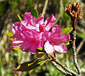 Rusty-leaved alpenrose (Rhododendron ferrugineum)