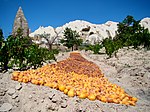 Apricots drying on the ground in Cappadocia