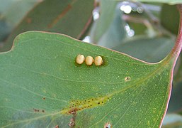 Insect eggs, in this case those of the Emperor gum moth, are often laid on the underside of leaves.