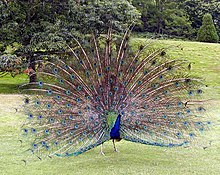 Peacock.displaying.better.800pix.jpg