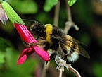 Bumblebee – arilar oilasiga mansub boʻlgan eng qadimgi bahor hasharoti.