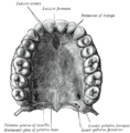 Inferior surface of maxilla. The bony palate and alveolar arch.