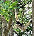 Pileated gibbon. Cambodia has the largest population in the world of this endangered ape.
