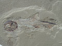 Phanerosteon was a Bony fish belonging to the extinct order Palaeonisciformes.
