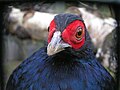 Salvadoris Pheasant.jpg