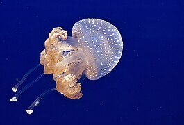 Jellyfish Phyllorhiza punctata (Scyphozoa)