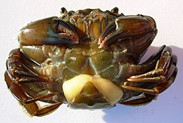 Sacculina Sacculina carcini (Rhizocephala) parasite of a crab.