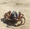 Solder crab