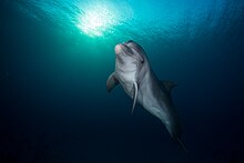 Photo of a dolphin underwater
