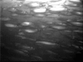 Underwater video loop of a school of herrings migrating to their spawning grounds in the Baltic Sea
